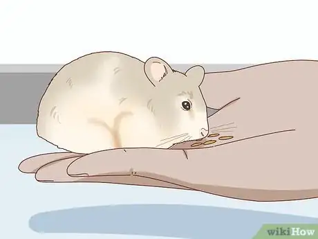 Image titled Train Your Hamster to Come when You Call Step 4