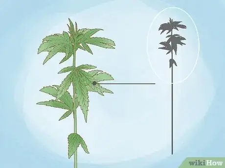 Image titled Identify Hemp Buds Step 4