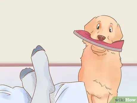 Image titled Know if Your Dog Likes You the Best Step 6