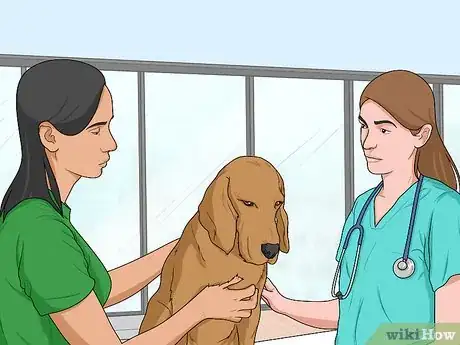 Image titled Nurse a Dog Through Parvo Step 1