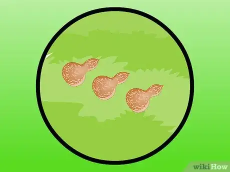 Image titled Dry Gourds Step 17