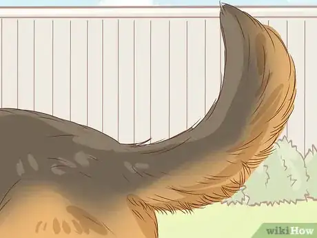 Image titled Identify a German Shepherd Step 6