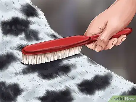 Image titled Identify a Dalmatian Step 4