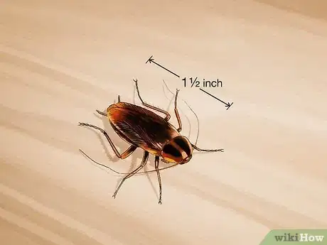 Image titled Identify a Cockroach Step 1