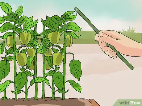 Image titled Grow Green Bell Peppers Step 12