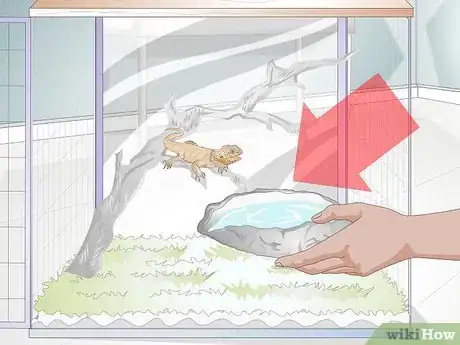 Image titled Teach a Bearded Dragon to Drink from a Water Bowl Step 1