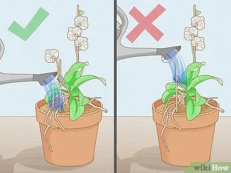 Image titled Save an Orchid from Root Rot Step 14