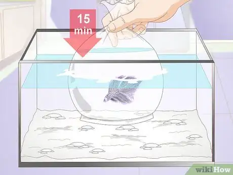 Image titled Acclimate Your Betta Step 5