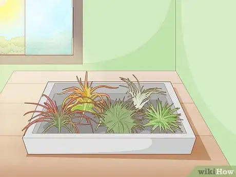 Image titled Care for Air Plants Indoors Step 2