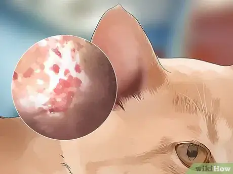 Image titled Protect Your Cat from Mosquito Bites Step 9