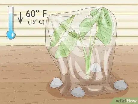 Image titled Grow Taro Step 10