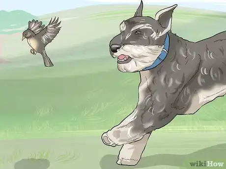 Image titled Identify a Miniature Schnauzer Step 10