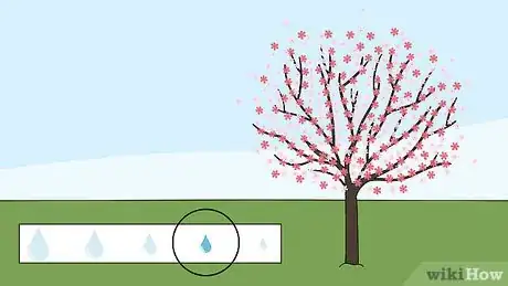 Image titled Grow a Cherry Blossom Tree Step 13