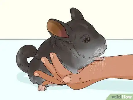 Image titled Catch a Chinchilla Step 7