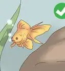 Take Care of Your Carnival Goldfish