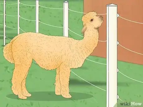 Image titled Llama vs Alpaca Step 9