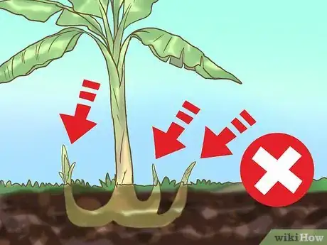 Image titled Prune Banana Trees Step 7