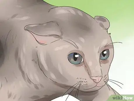 Image titled Help Your Cat Breathe Easier Step 7