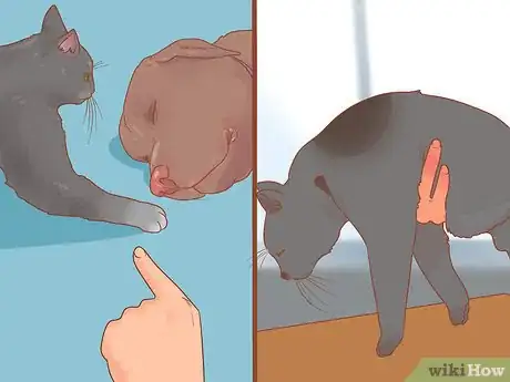 Image titled Stop Your Cat from Attacking Your Dog Step 16