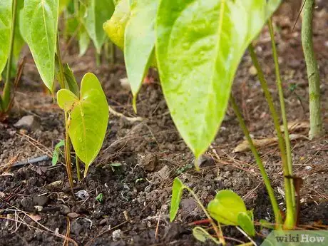 Image titled Water Plants Effectively Step 5