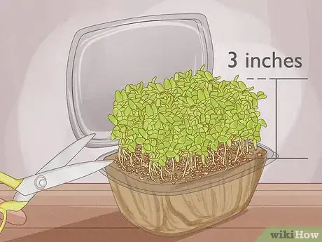 Image titled Grow Microgreens Step 14