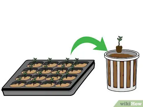 Image titled Grow Hydroponic Lettuce Step 10