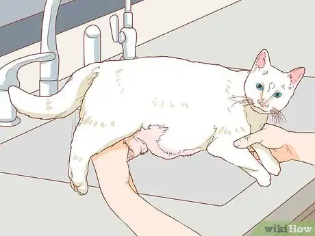 Image titled Express a Cat's Bladder Step 4