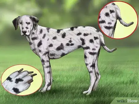 Image titled Identify a Dalmatian Step 5