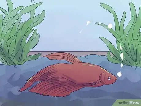 Image titled Cure Betta Fish Diseases Step 7