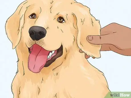 Image titled Identify a Golden Retriever Step 2