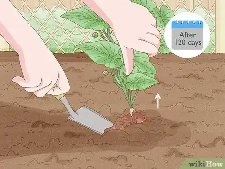 Image titled Grow Sweet Potatoes Step 21