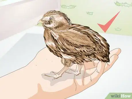 Image titled Care for Quail Step 11