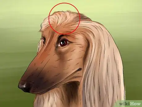 Image titled Identify an Afghan Hound Step 3