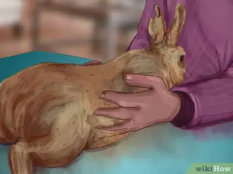 Image titled Diagnose and Treat Hair Blockages in Rabbits Step 9