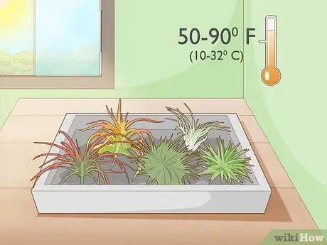 Image titled Care for Air Plants Indoors Step 3