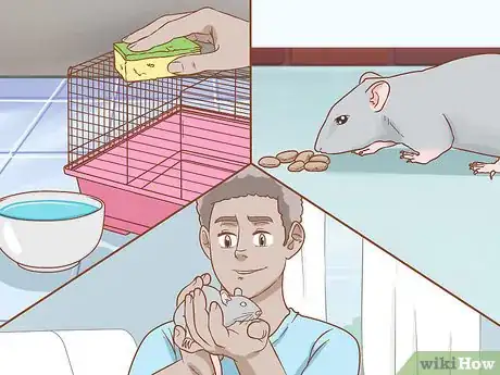 Image titled Care for a Pet Rat Step 1