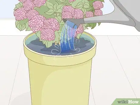 Image titled Grow Hydrangeas in a Pot Step 9