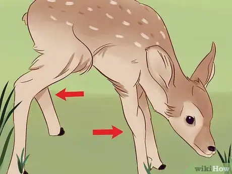 Image titled Tell a Fawn's Age Step 1