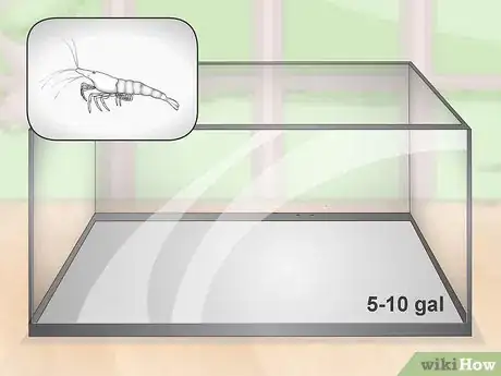 Image titled Take Care of Ghost Shrimp Step 1