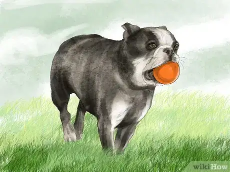 Image titled Exercise an English Bulldog Step 3