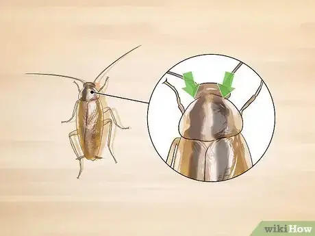 Image titled Identify a Cockroach Step 9