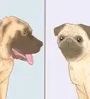 Identify a Pug