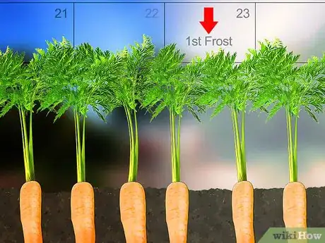 Image titled Grow Baby Carrots Step 10