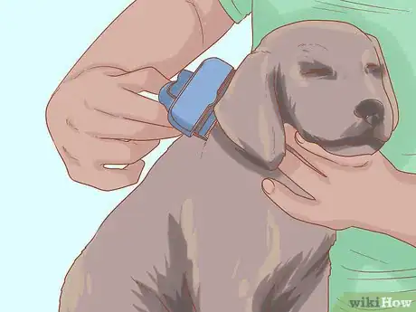 Image titled Take Care of Your Dog's Basic Needs Step 22