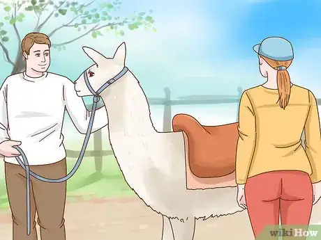 Image titled Ride a Llama Step 1