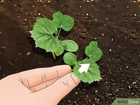 Image titled Plant Bitter Melon Step 9