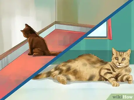 Image titled Help Your Cat Who Had a Miscarriage Step 5