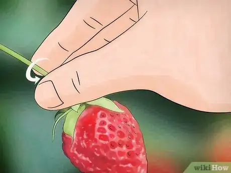 Image titled Pick Strawberries Step 4