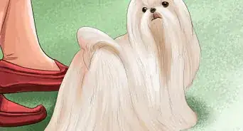 Identify a Show Worthy Maltese