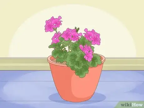 Image titled Grow Geraniums Indoors Step 1